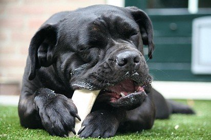 Cane Corso chewing on a bone