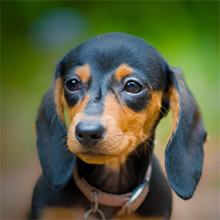 Dwarf dachshund (miniature dachshund, mini-dachshund) 