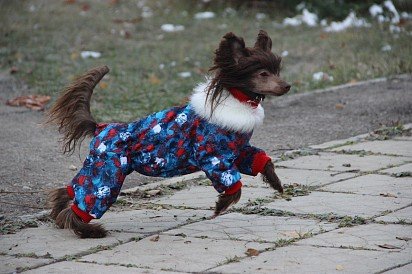 Chinese Crested Dog in clothes
