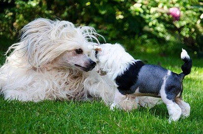 Chinese Crested Dog with puppy