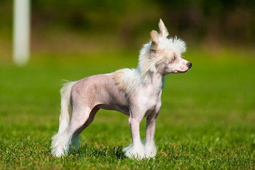 Naked Chinese Crested Dog