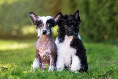 Naked Chinese Crested Dog and Powderpuff