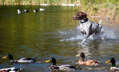 How many ducks! 