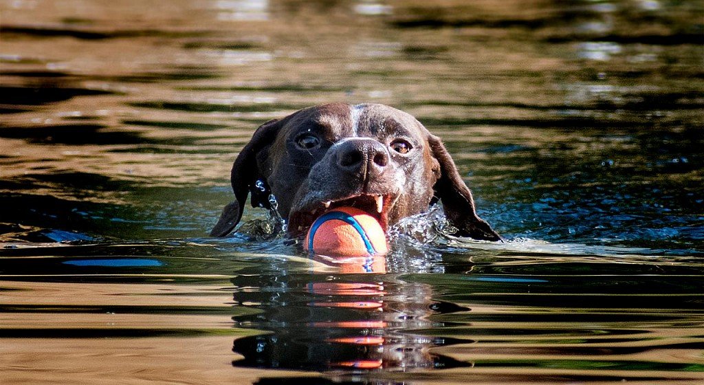 Kurzhaar is a big fan of swimming