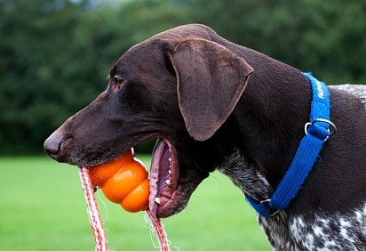 Kurtshaar with a toy in his teeth