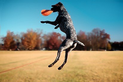 Frisbee Game