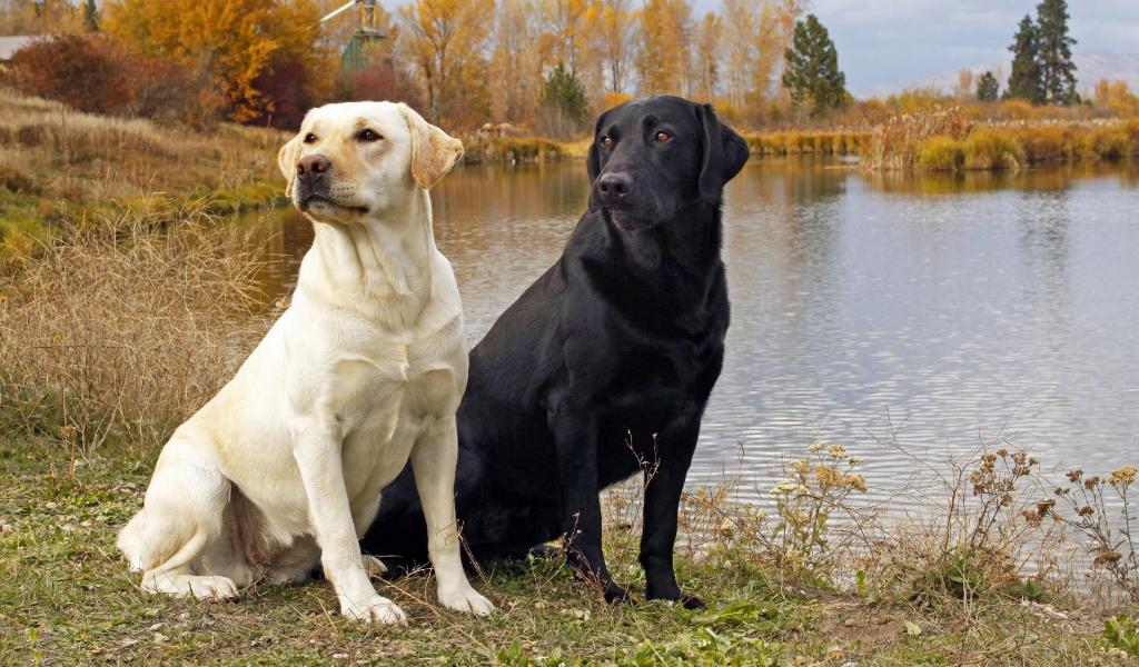 Labrador Retriever