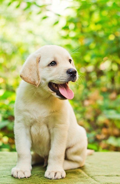 Cute pale-colored Labrador puppy