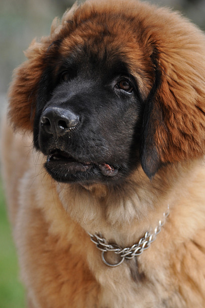 Leonberger puppy muzzle