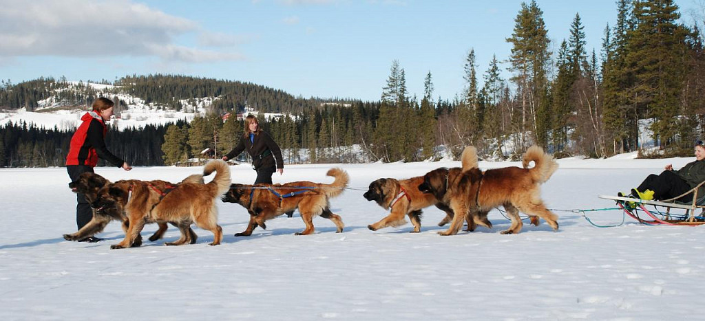 Leonbergers in harness