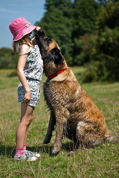 Leonberger with child