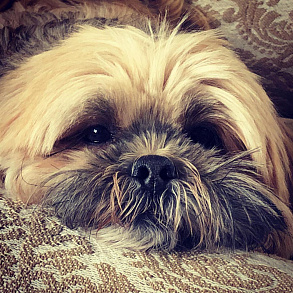 Lhasa Apso