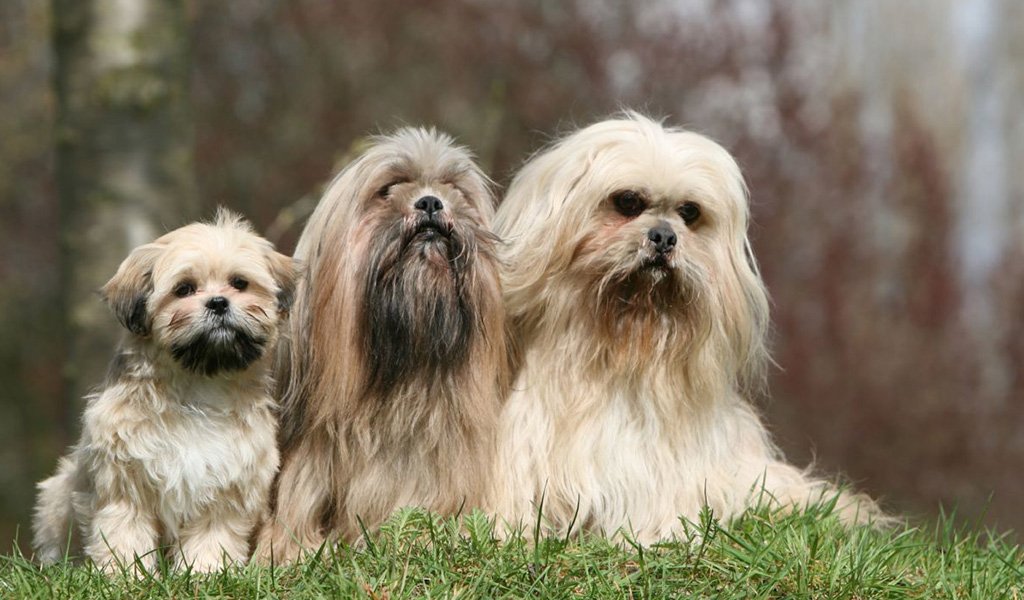 Lhasa Apso