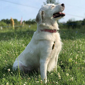 Maremma Abruzzese Sheepdog