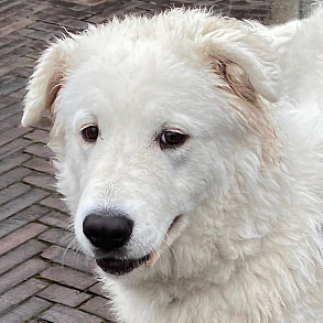 Maremma Abruzzese Sheepdog