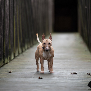 Mini Bull Terrier