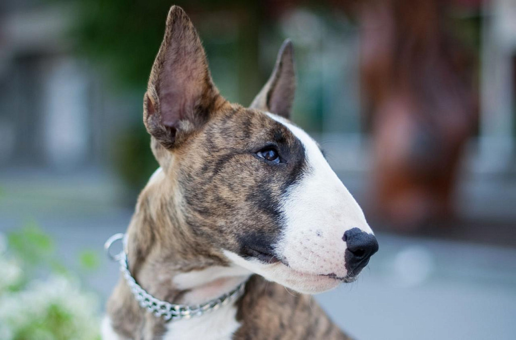 Miniature Bull Terrier Muzzle