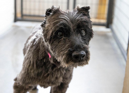 Trimming Mittelschnauzer