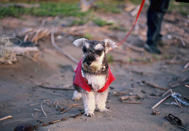 Mittelschnauzer