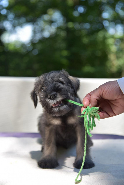 Mittelschnauzer Puppy