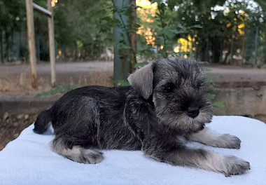 Mittelschnauzer