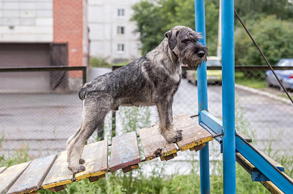 Mittelschnauzer training