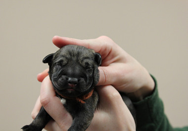 Mittelschnauzer