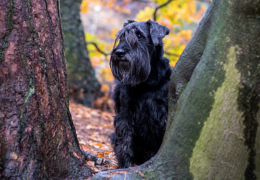 Mittelschnauzer