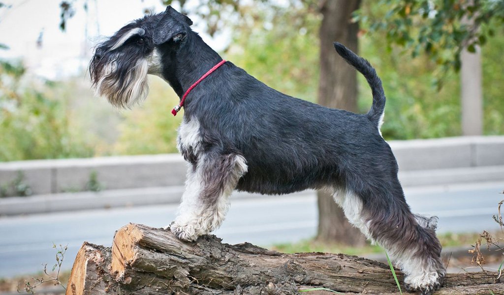 Mittelschnauzer