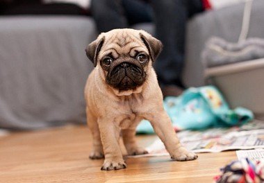 Pug