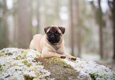 Pug