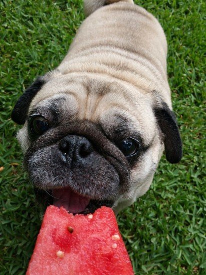 Oh, watermelon! 