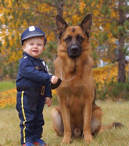 German Shepherd with child