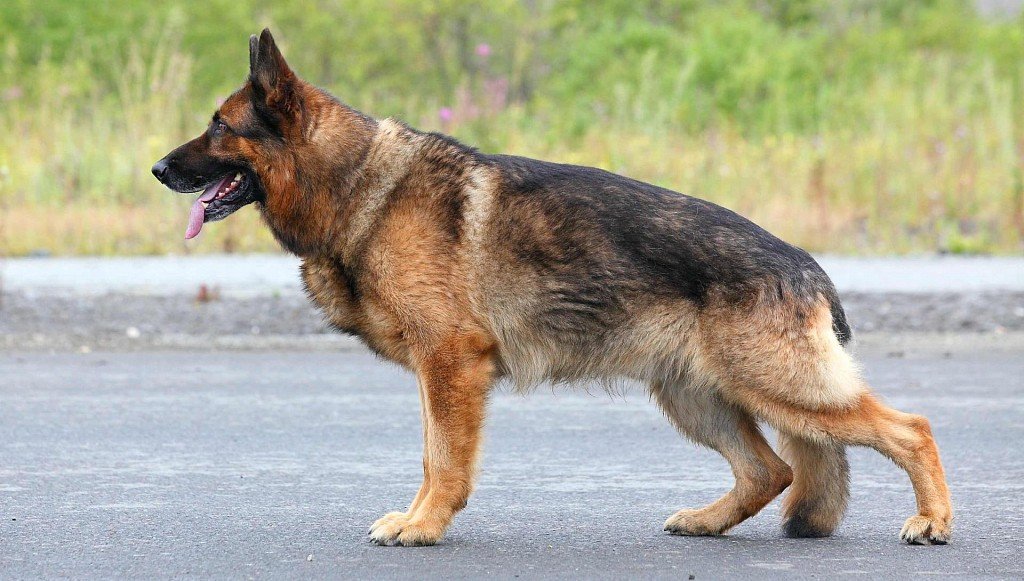 German Shepherd in Profile