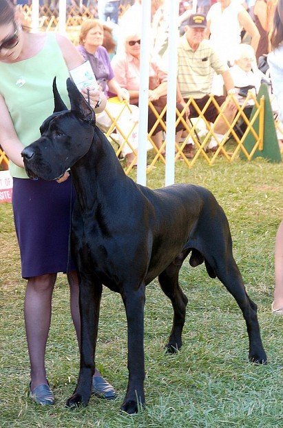Black German Dog at the dog show