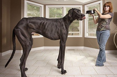 The photo shows a German dog named Zeus, who is listed in the Guinness Book of World Records as the largest dog. His height at the withers is 111.8 centimeters. 