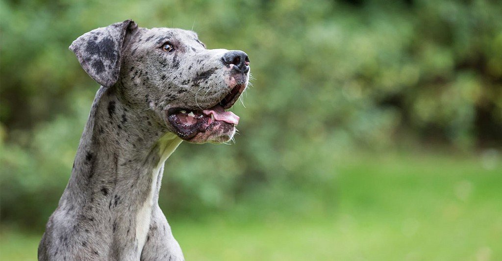 Proper housing and care is key to a healthy German Dog