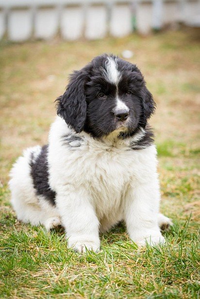 Black and white colored Newfoundland puppy