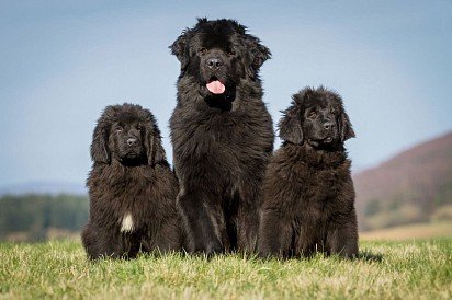 Newfoundland puppies with mom