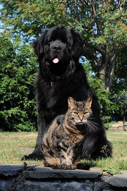 Newfoundland with a cat