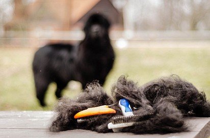 A Newfoundland's coat requires systematic grooming