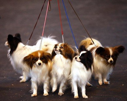 Papillon Walking