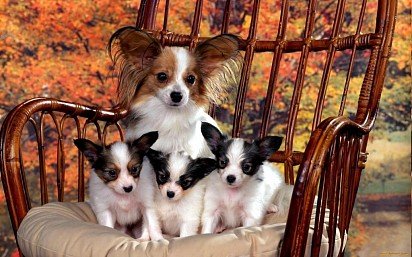 Papillon puppies with mom
