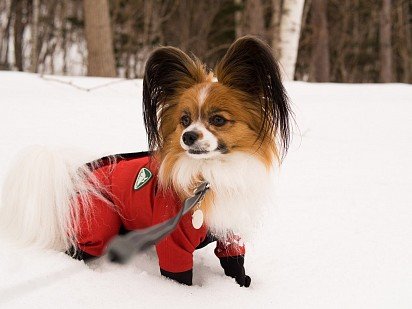 Papillon in winter overalls