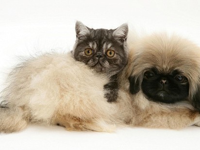 Pekingese with cat