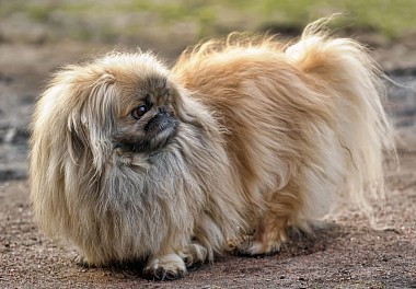 Pekinese