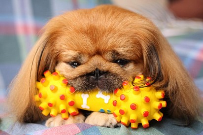 Pekingese with a toy in its teeth