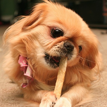 Chewing on a stick