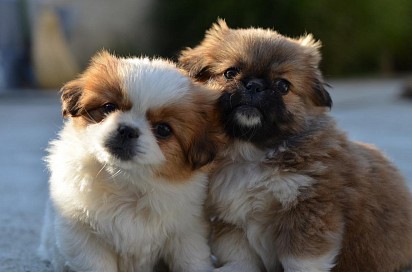 Pekinese Puppies
